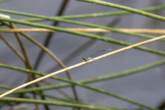 Pseudagrion citricola