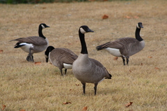 Branta canadensis moffitti