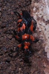 Tegea atropicta