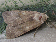 Diarsia canescens