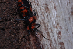 Tegea atropicta