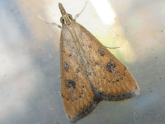 Udea ferrugalis