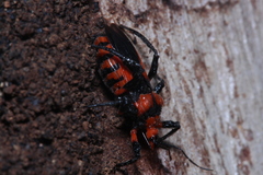 Tegea atropicta