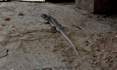 Liolaemus chiliensis