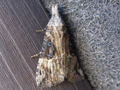 Hypena tristalis