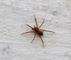 Liocranidae