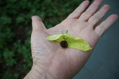 Davidia involucrata