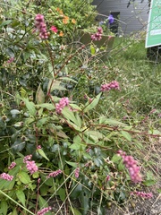 Persicaria longiseta