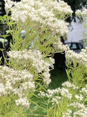 Eupatorium