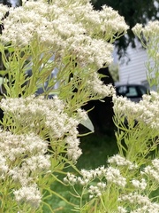 Eupatorium