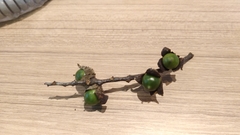 Castanopsis carlesii