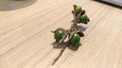 Castanopsis carlesii