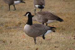 Branta canadensis moffitti