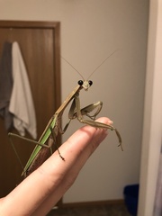 Mantidae