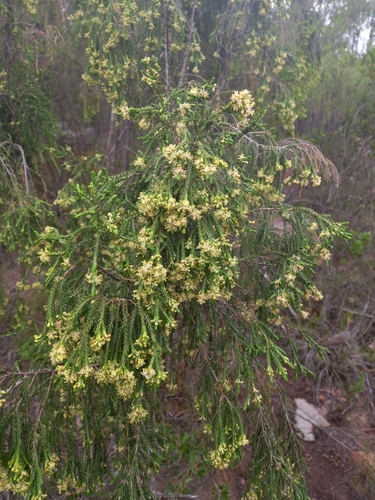 Pendant Gonna (Passerina pendula)