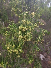 Passerina pendula