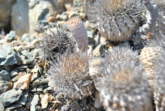 Eriosyce chilensis albidiflora