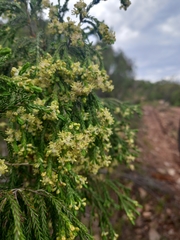 Passerina pendula