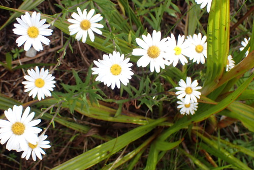 Image of Osmitopsis osmitoides by no rights reserved
