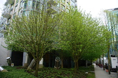 Davidia involucrata