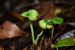 Entoloma necopinatum