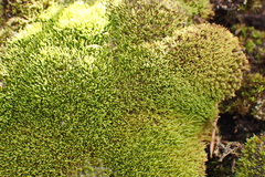 Hypodontium pomiforme