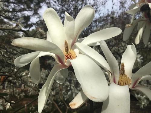 Magnolia cylindrica, photographed by an iNaturalist contributor