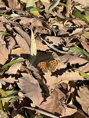 Polygonia c-aureum