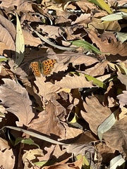 Polygonia c-aureum
