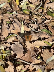 Polygonia c-aureum