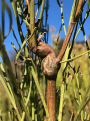 Gnorimoschema powelli