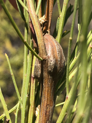 Gnorimoschema powelli