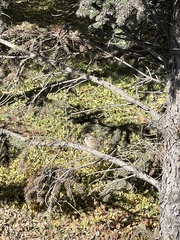 Passer montanus