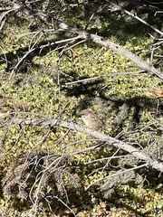 Passer montanus