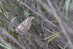 Ixobrychus minutus payesii