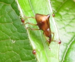Oropterus coniger