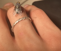 Sarconesiopsis magellanica