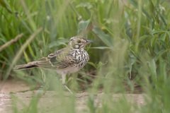 Pinarocorys nigricans
