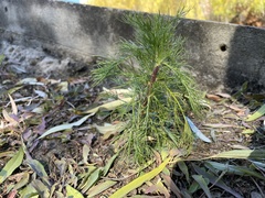 Asteraceae