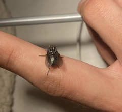 Sarconesiopsis magellanica