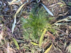 Asteraceae