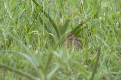 Coturnix delegorguei
