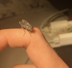 Sarconesiopsis magellanica