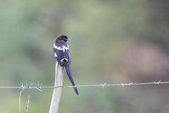 Lanius melanoleucus melanoleucus