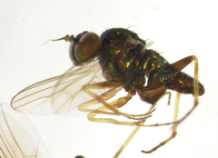 Achradocera shannoni