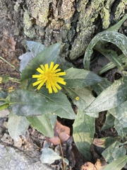 Hieracium