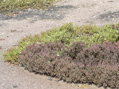 Salicornia blackiana