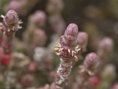Salicornia blackiana
