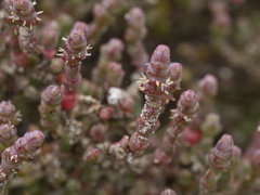 Salicornia blackiana