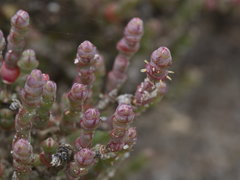 Salicornia blackiana